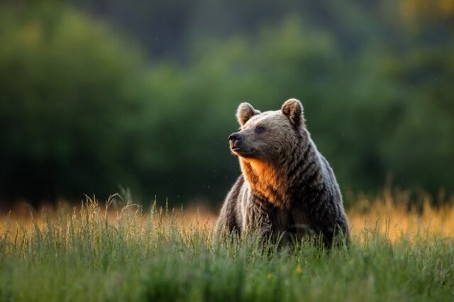 Ιταλία: Δικαστήριο ανέβαλε τη θανάτωση αρκούδας που σκότωσε 26χρονο δρομέα
