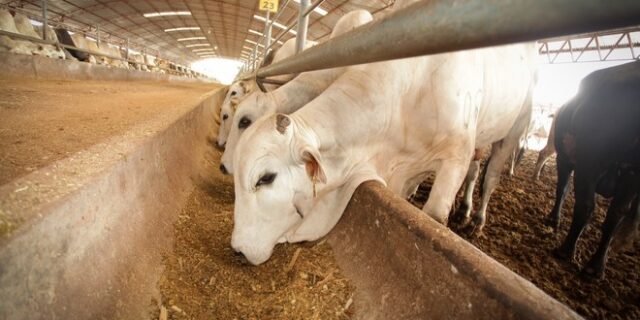 Η κλιματική αλλαγή έφερε στη νότια Ευρώπη θανατηφόρα νόσο που πλήττει τα βοοειδή