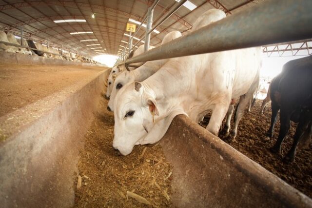 Η κλιματική αλλαγή έφερε στη νότια Ευρώπη θανατηφόρα νόσο που πλήττει τα βοοειδή