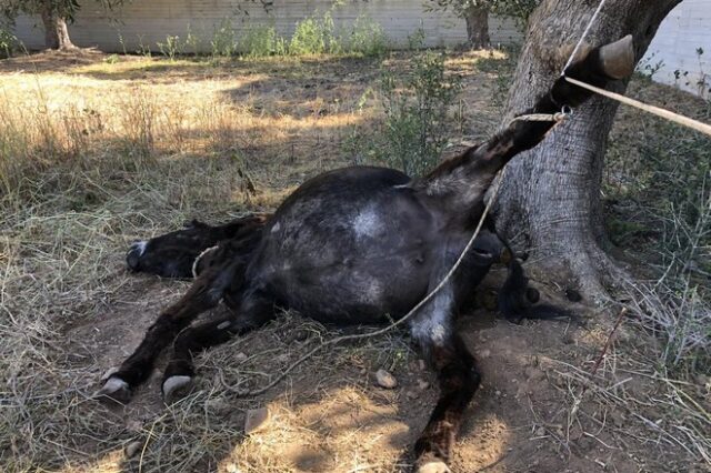 Κορωπί: Πρόστιμο 30.000 ευρώ στον ηλικιωμένο που συνελήφθη για τον φρικτό θάνατο του γαϊδουριού