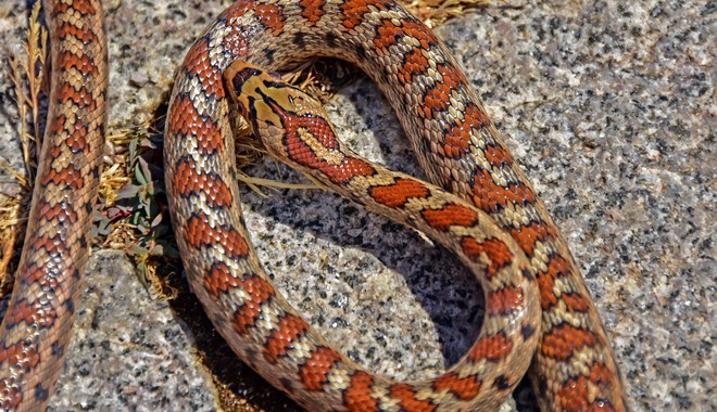 Τι θα πρέπει να κάνεις αν δεις φίδι στο σπίτι ή στην αυλή σου