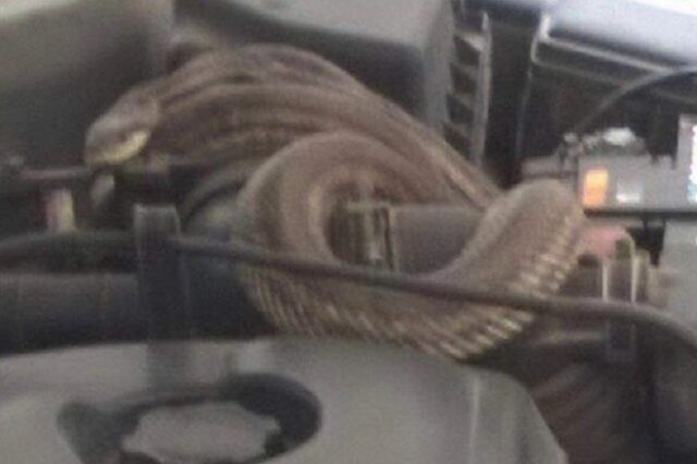 Θεσσαλονίκη: Σοκ για οδηγό – Βρήκε φίδι τυλιγμένο στον κινητήρα του αυτοκινήτου του