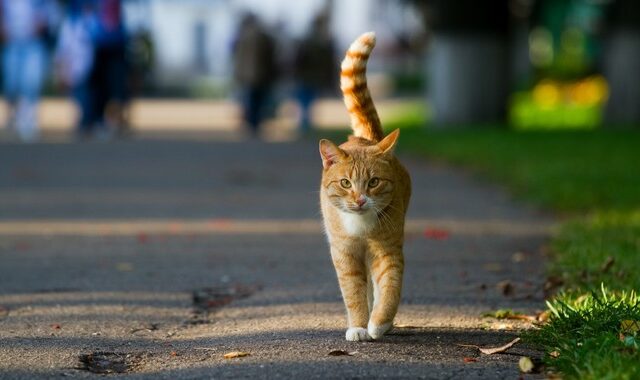 Λουτράκι: Πέταξε τη γάτα της γειτόνισσάς του από το μπαλκόνι και τη σκότωσε