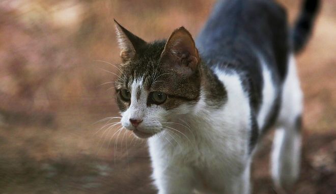 Γάτος – διαρρήκτης “γδύνει” τους γείτονές του και αναστατώνει τη Βρετανία