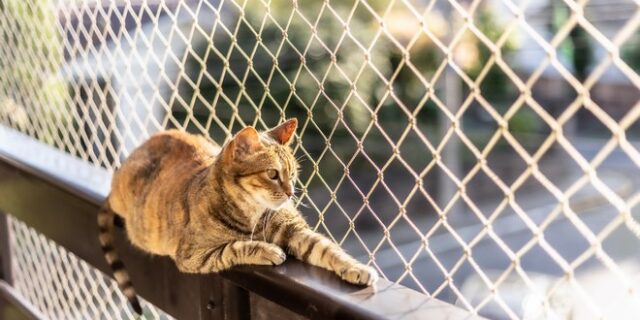 Θεσσαλονίκη: Ποινική δίωξη για κακούργημα σε 72χρονο που πυροβόλησε γάτα