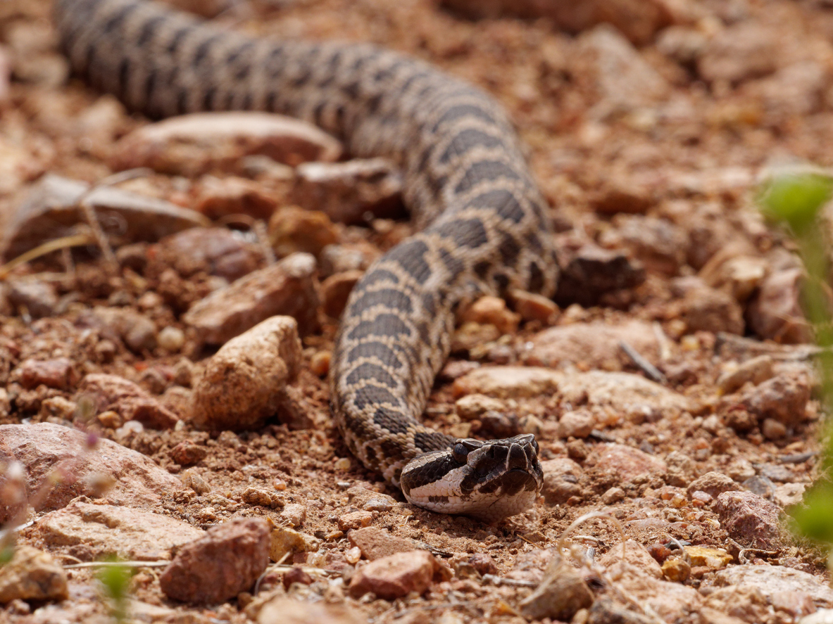 Φίδια: Σε ποιο νομό καταγράφονται τα περισσότερα δαγκώματα – Τι γίνεται με τα αντίδοτα