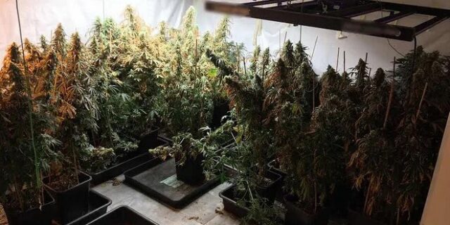 Πάνω από 30 κιλά κάνναβη και 724 δενδρύλλια βρέθηκαν σε βίλες στο Μαρκόπουλο