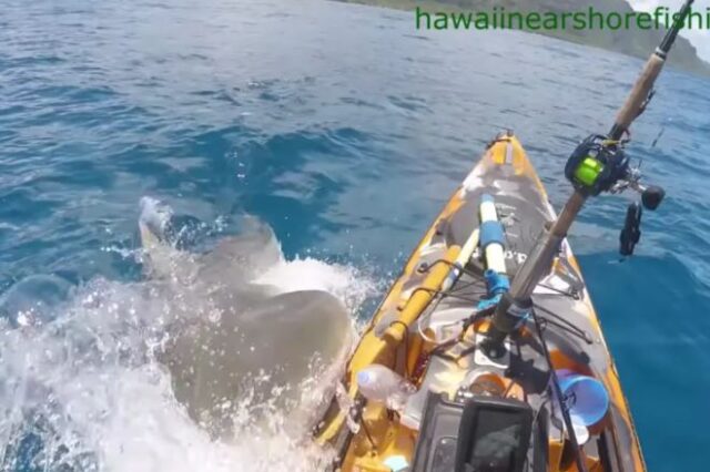 Τρομακτικό βίντεο: Γιγάντιος καρχαρίας δαγκώνει καγιάκ και προσπαθεί να το αναποδογυρίσει
