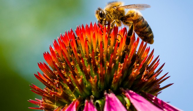Greenpeace: Η ΕΕ εξάγει ετησίως πάνω από 10.000 τόνους απαγορευμένων, δολοφονικών για τις μέλισσες, φυτοφαρμάκων