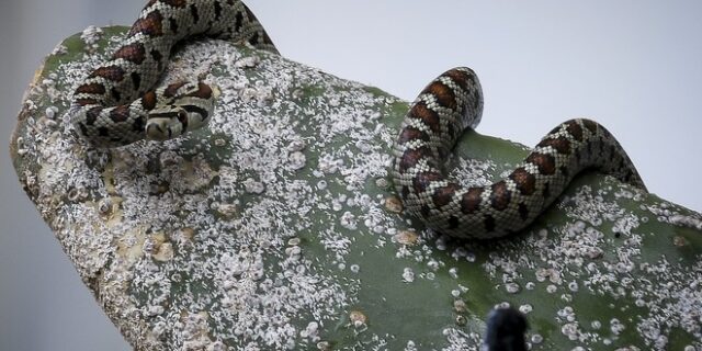 Βόλος: Οχιά δάγκωσε 55χρονη στην αυλή του σπιτιού της – Μεταφέρθηκε στο νοσοκομείο