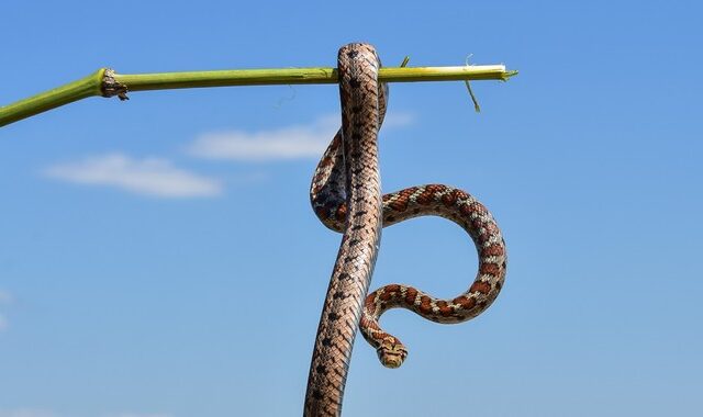 Φίδια στην Ελλάδα: Πώς να αναγνωρίσετε την οχιά – Τι να κάνετε αν σας δαγκώσει