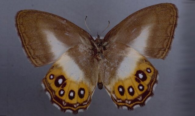 Νέο είδος πεταλούδας πήρε το όνομά του από χαρακτήρα του Άρχοντα των Δαχτυλιδιών