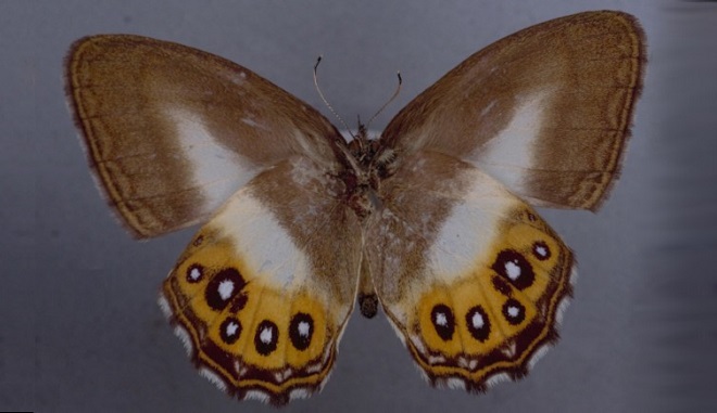 Νέο είδος πεταλούδας πήρε το όνομά του από χαρακτήρα του Άρχοντα των Δαχτυλιδιών