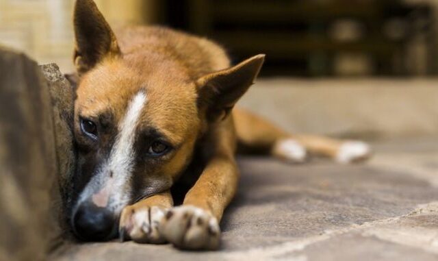 Σέρρες: Βάναυση κακοποίηση σκύλου από παιδί – Σε βίντεο οι σκληρές εικόνες