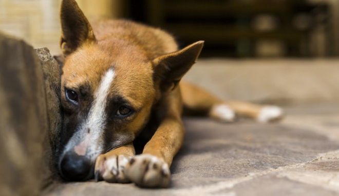 Σέρρες: Βάναυση κακοποίηση σκύλου από παιδί – Σε βίντεο οι σκληρές εικόνες