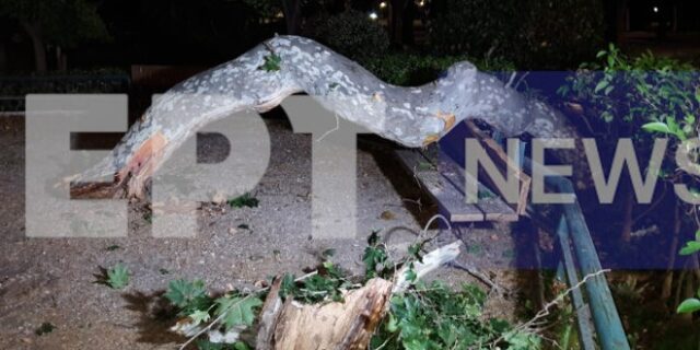 Ζάππειο: Παραλίγο τραγωδία – Κλαδί καταπλάκωσε τουρίστες