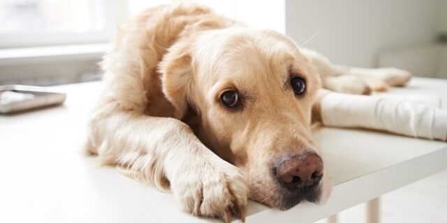 Βόλος: Πυροβόλησαν σκύλο εξ επαφής, τον έσωσαν οι κάτοικοι – Έκκληση για αίμα