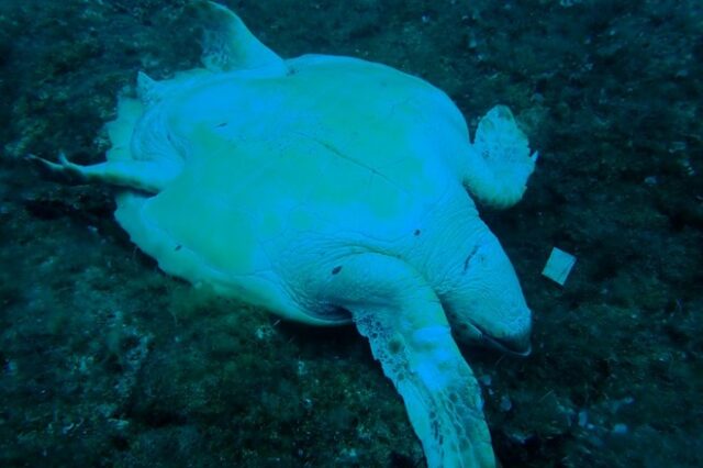 Κτηνωδία στη Νάξο: Θαλάσσια χελώνα βρέθηκε μαχαιρωμένη στο λαιμό