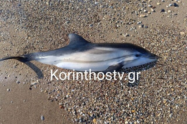 Κόρινθος: Ξεβράστηκε νεκρό νεαρό δελφίνι που έχασε τον προσανατολισμό του