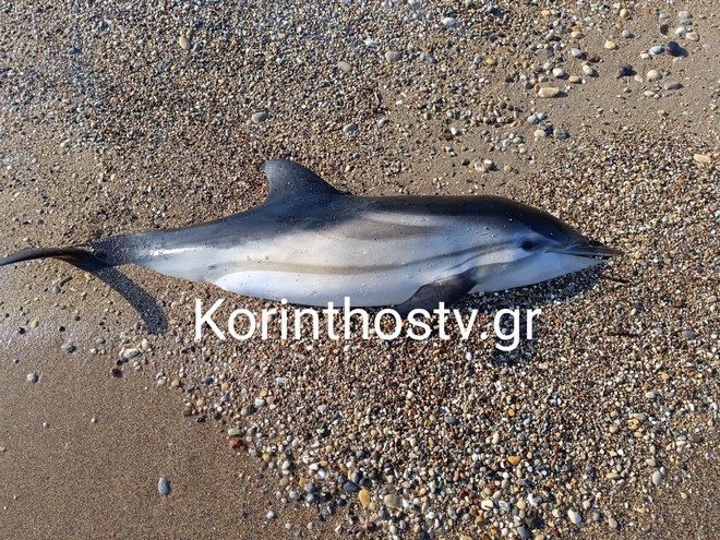 Κόρινθος: Ξεβράστηκε νεκρό νεαρό δελφίνι που έχασε τον προσανατολισμό του