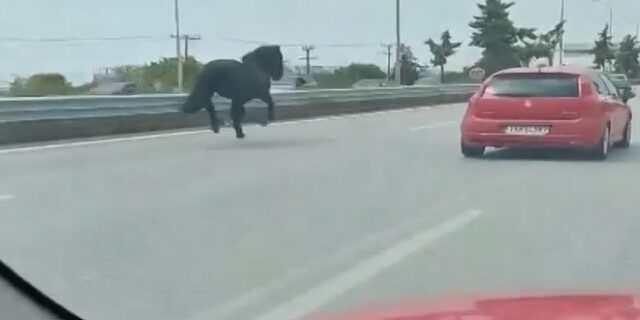 Αναστάτωση στη Χαλκιδική: Άλογα έτρεχαν στην Εθνική Οδό δίπλα στα αυτοκίνητα