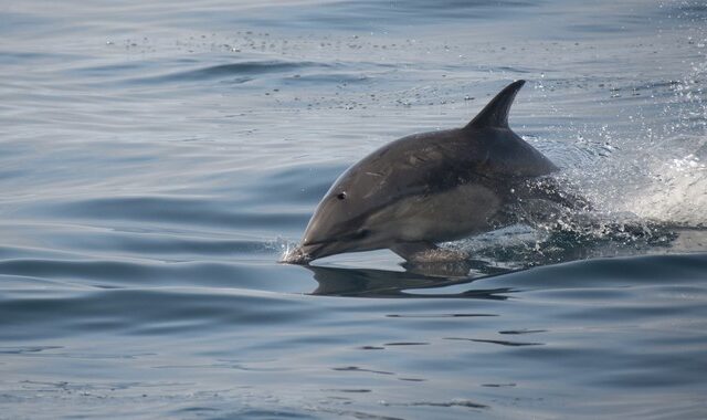 Κάλυμνος: Ψαράδες απελευθέρωσαν δελφίνι που είχε μπλεχτεί στα δίχτυα τους – Συγκινητικό βίντεο