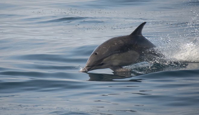 Κάλυμνος: Ψαράδες απελευθέρωσαν δελφίνι που είχε μπλεχτεί στα δίχτυα τους – Συγκινητικό βίντεο