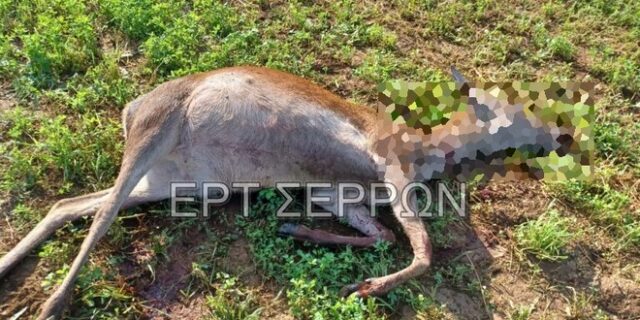 Σέρρες: Άγνωστοι σκότωσαν τουλάχιστον τρία ελάφια σε φάρμα στο Ακριτοχώρι