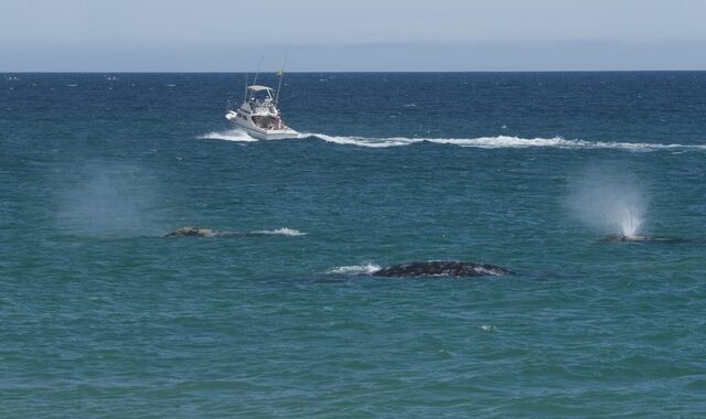 Γιβραλτάρ: Φάλαινες-δολοφόνοι επιτέθηκαν σε γιοτ – Βίντεο