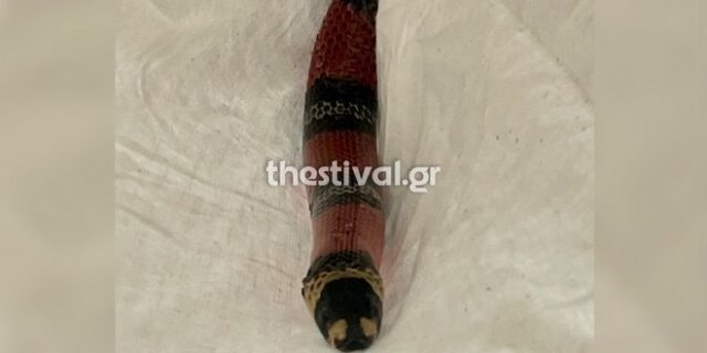 Θεσσαλονίκη: Πανικός από φίδι σε λεωφορείο του ΚΤΕΛ Φλώρινας