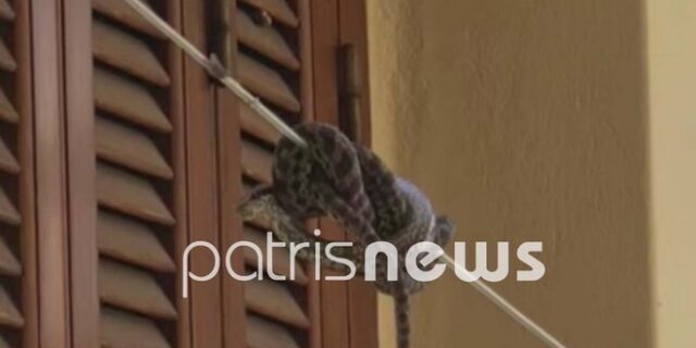 Οχιά στο κέντρο της Αμαλιάδας