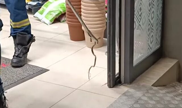 Βόλος: Φίδι “εισέβαλε” σε σούπερ μάρκετ – Βίντεο με την επέμβαση της πυροσβεστικής