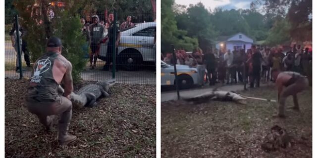 Βίντεο: Μαχητής του MMA πάλευε με αλιγάτορα έξω από σχολείο στη Φλόριντα