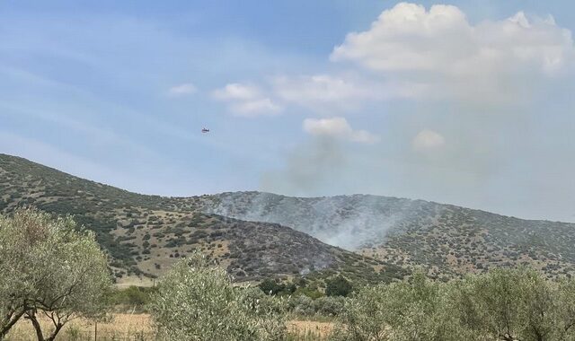 Λάρισα: Φωτιά σε δασική έκταση στο Κυψελοχώρι – Επιχειρούν επίγεια και εναέρια μέσα