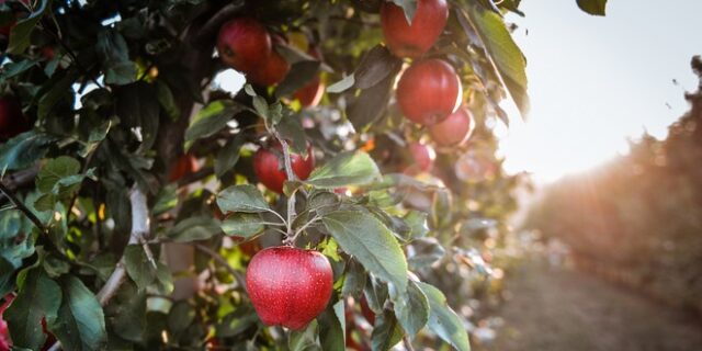 Βόλος: 27χρονη πούλησε χωράφια που δεν της ανήκαν και πήρε 20.000 ευρώ