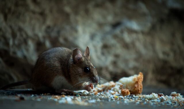 Η Νέα Ζηλανδία σκοπεύει να εξαλείψει τα ποντίκια και τους αρουραίους έως το 2050