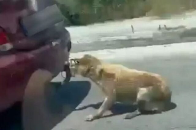 Ζάκυνθος: Συνελήφθη άνδρας για κακοποίηση σκύλου – Τον έσερνε δεμένο με το αυτοκίνητό του