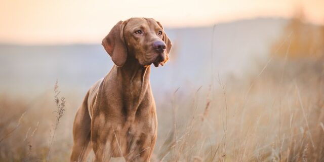 Από τον Achilles στον Dolfyn: Ποια είναι τα ονόματα που έδιναν σε σκύλους τον Μεσαίωνα