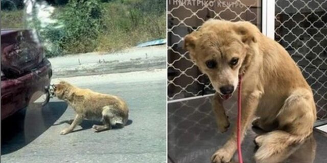 Ζάκυνθος: Ελεύθερος χωρίς περιοριστικούς όρους ο 75χρονος που έσερνε τον σκύλο με το ΙΧ
