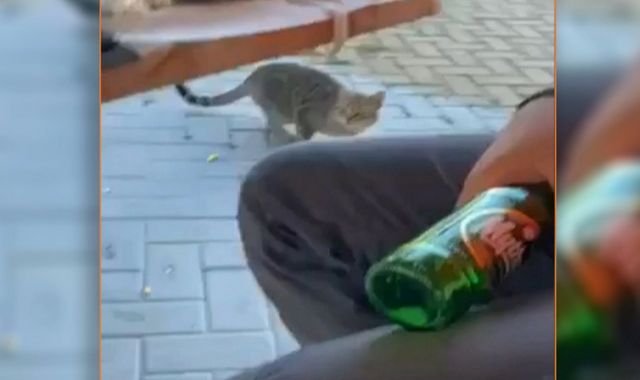 Θάσος: Νέο περιστατικό κακοποίησης ζώου – Δελεάζει γάτα με φαγητό και τη χτυπάει στο κεφάλι