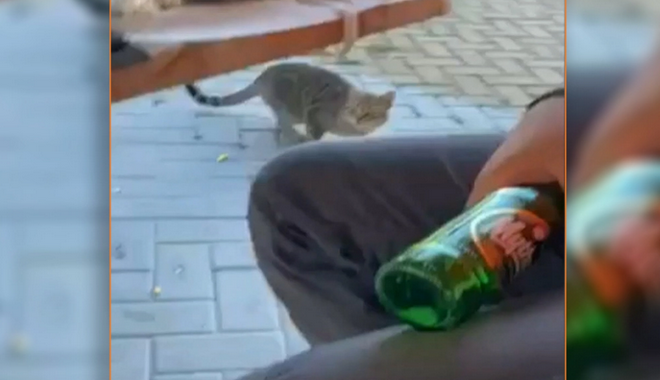 Θάσος: Νέο περιστατικό κακοποίησης ζώου – Δελεάζει γάτα με φαγητό και τη χτυπάει στο κεφάλι