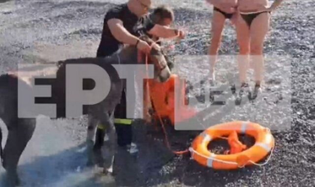 Κάρπαθος: Διάσωση δια θαλάσσης για δύο γαϊδουράκια – Βίντεο με την επιχείρηση της πυροσβεστικής