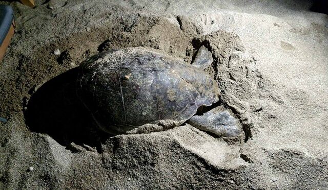 Κρήτη: Θαλάσσια χελώνα έψαχνε επί ώρες χώρο ανάμεσα σε ξαπλώστρες για να γεννήσει