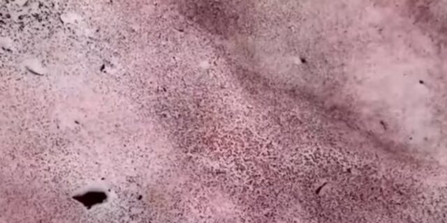 Γιατί το χιόνι πήρε ροζ χρώμα στα βουνά της Utah – Η εξήγηση του φαινομένου