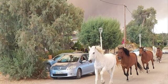 Φωτιά στη Ρόδο: Συγκλονιστικές εικόνες – Άλογα τρέχουν να σωθούν από την πύρινη λαίλαπα