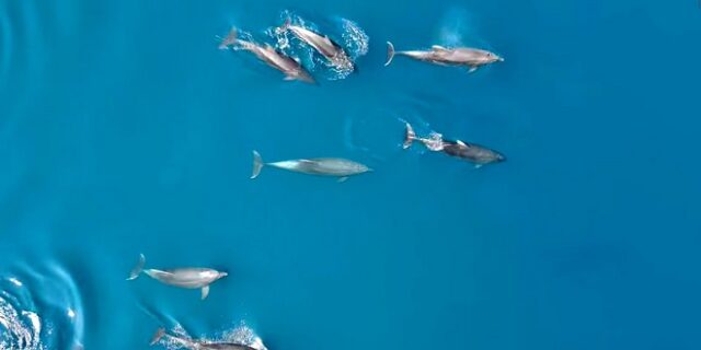 Μαγεία στη Φθιώτιδα: Τεράστιο κοπάδι δελφινιών “χορεύει” στο νερό