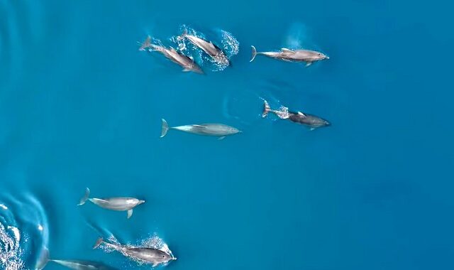 Μαγεία στη Φθιώτιδα: Τεράστιο κοπάδι δελφινιών “χορεύει” στο νερό