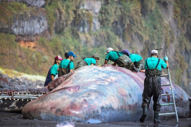 Λα Πάλμα: “Πλωτός χρυσός” αξίας 500.000 ευρώ βρέθηκε σε νεκρή φάλαινα
