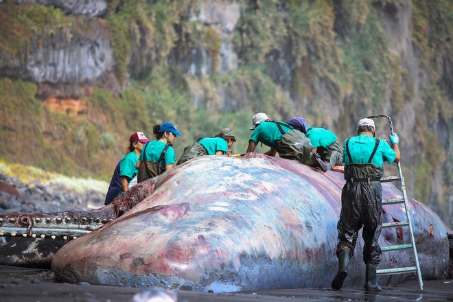 Λα Πάλμα: “Πλωτός χρυσός” αξίας 500.000 ευρώ βρέθηκε σε νεκρή φάλαινα