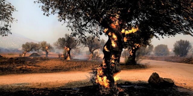 Φωτιές: Πάνω από 500.000 οι καμένες εκτάσεις από τις πυρκαγιές του Ιουλίου
